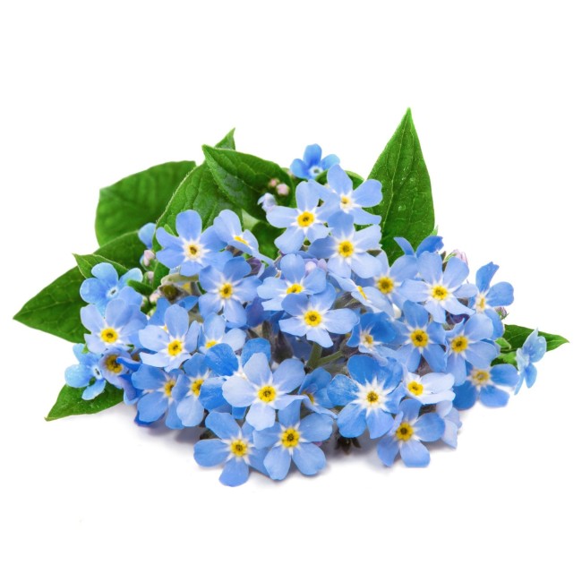 Опаковка от семена на незабравка (Myosotis), 'Lingot' - Veritable