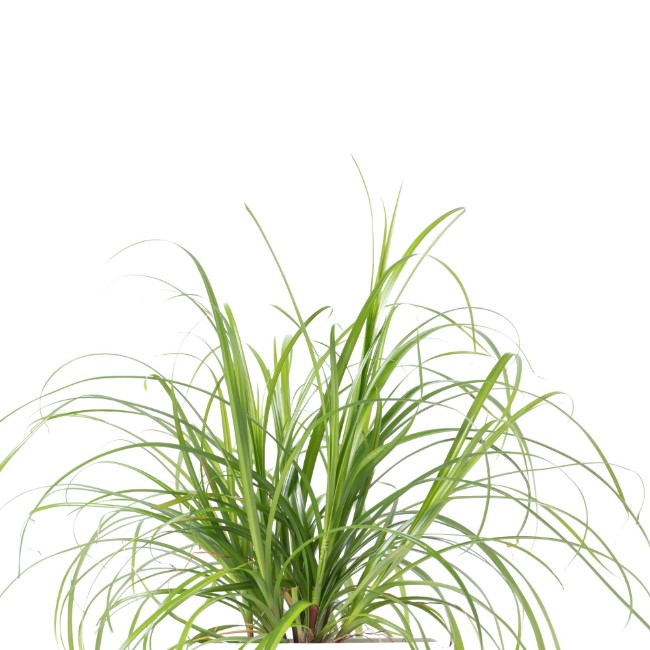 Опаковка семена от котешка трева "Lingot" Cyperus - Veritable